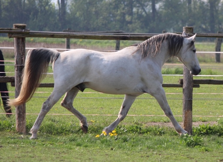 Pancho´s Playboy Zuchthengst Missouri Foxtrotter