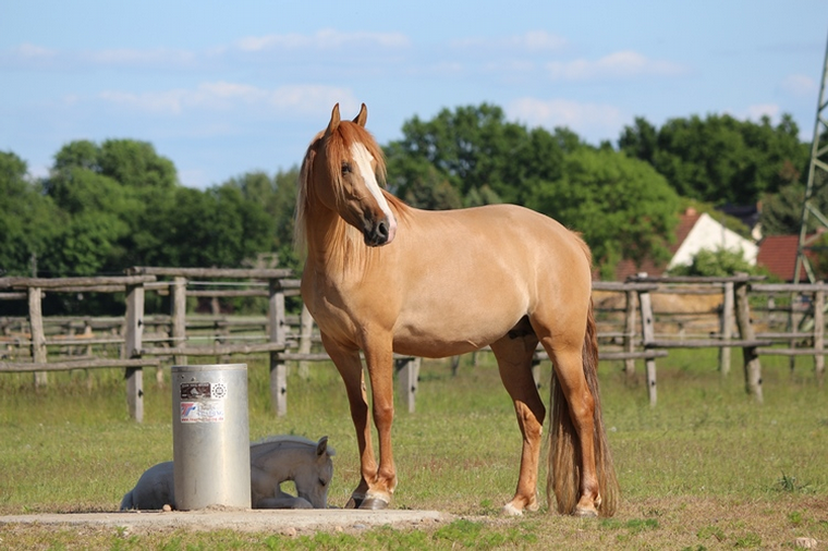 Missouri Foxtrotter Zuchtstute Onatah K.R.