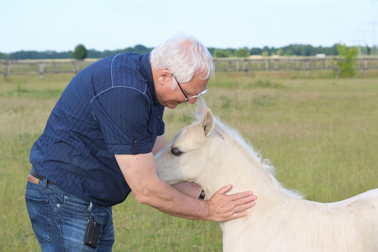 Missouri Foxtrotter Stutfohlen Pancho's Playboy Ahyoka K.R.