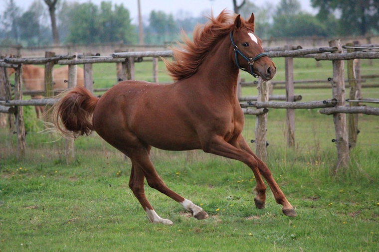 Missouri Foxtrotter Zuchtstute Arizonas Outlaws Country Lady