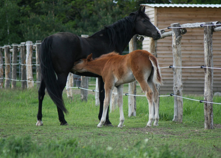Velvet´s Lucia M.R.