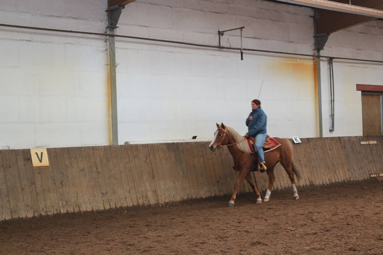 Berittpferd Westernreiten