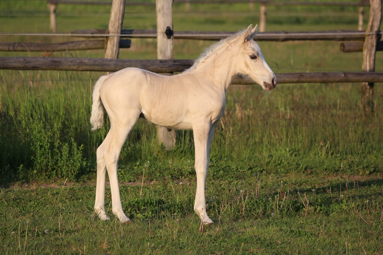 Pancho'sPlayboy Ahyoka K.R. Missouri Foxtrotter Stutfohlen