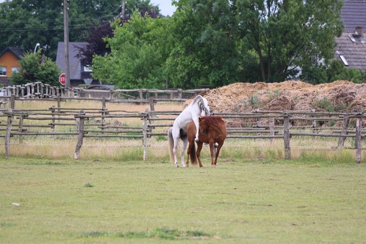 Missouri Foxtrotter Zucht Kokopelli Ranch Pancho x Shiva