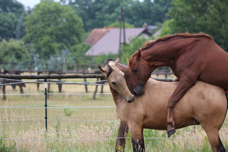 Deckakt Missouri Foxtrotter Zucht Kokopelli Ranch Legend's Patamon K.R. x Lady of Style