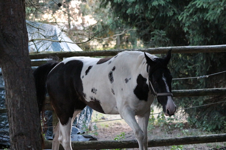 Missouri Foxtrotter Zuchtstute schwarz weiß aus der CZ auf der Kokopelli Ranch angekommen