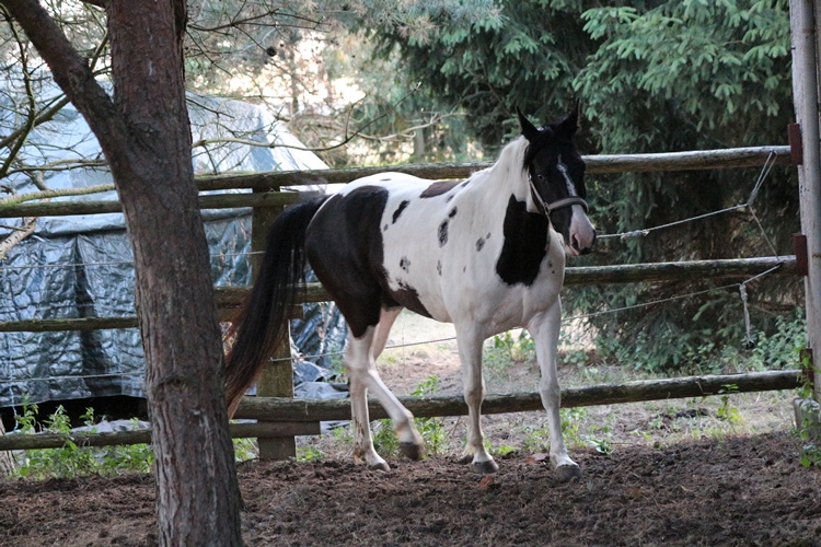 Missouri Foxtrotter Zuchtstute schwarz weiß aus der CZ auf der Kokopelli Ranch angekommen