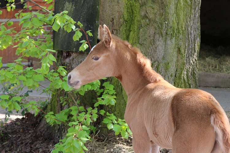 Missouri Foxtrotter Stutfohlen auf der Kokopelli Ranch von Panchos Playboy und Southern Smokeys Shiva