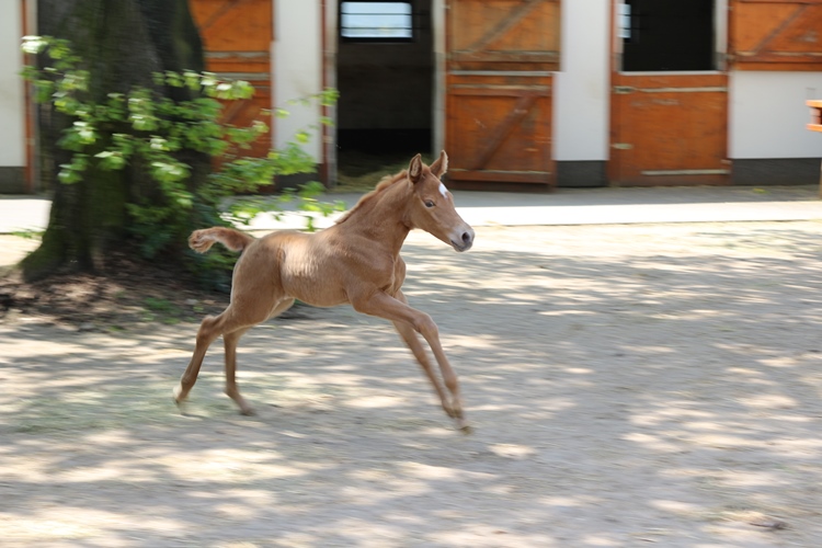 Missouri Foxtrotter Stutfohlen auf der Kokopelli Ranch von Panchos Playboy und Southern Smokeys Shiva