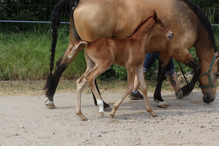 Missouri Foxtrotter Stutfohlen auf der Kokopelli Ranch