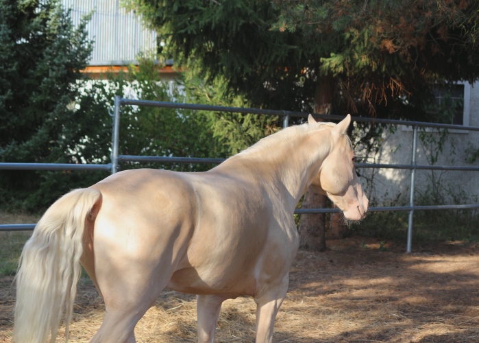 Missouri Foxtrotter Zucht Hengst in Gold Champagne HZ